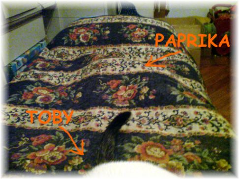 Picture of a cat / kitten / feline