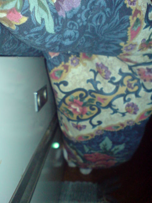 Picture of a cat / kitten / feline