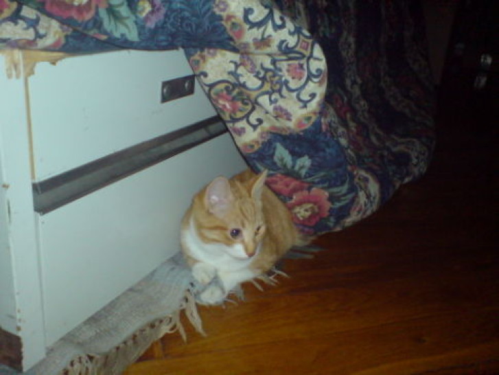 Picture of a cat / kitten / feline