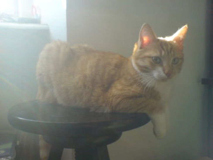 Picture of a cat / kitten / feline