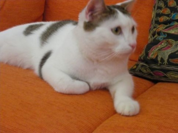 Picture of a cat / kitten / feline