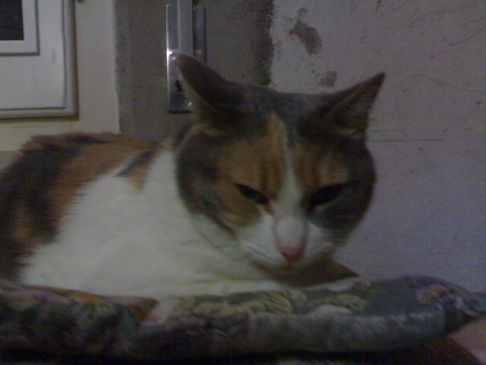 Picture of a cat / kitten / feline