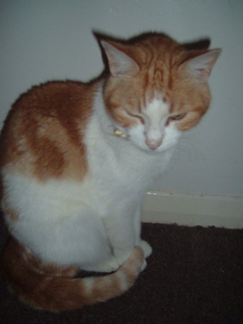 Picture of a cat / kitten / feline