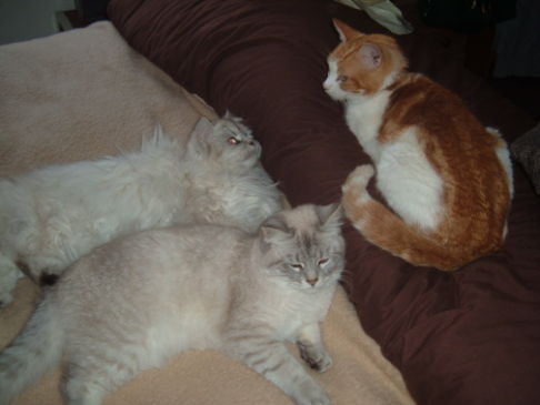 Picture of a cat / kitten / feline