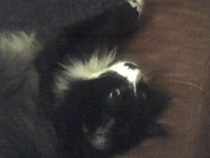 Picture of a cat / kitten / feline