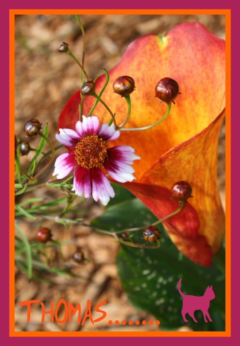 Picture of a cat / kitten / feline