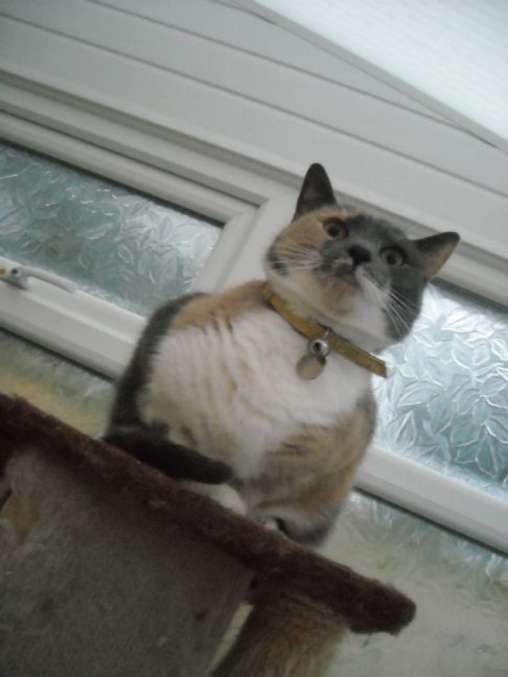 Picture of a cat / kitten / feline