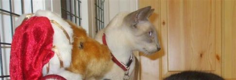 Picture of a cat / kitten / feline