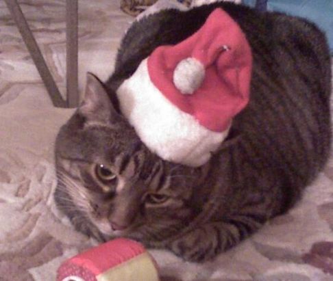 Picture of a cat / kitten / feline