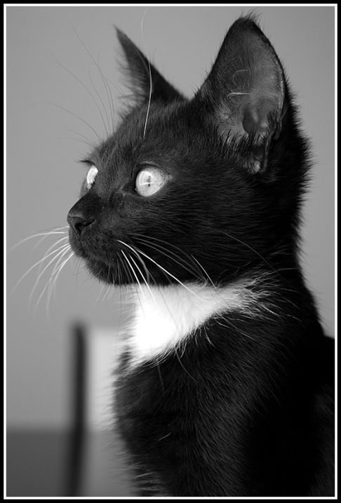 Picture of a cat / kitten / feline