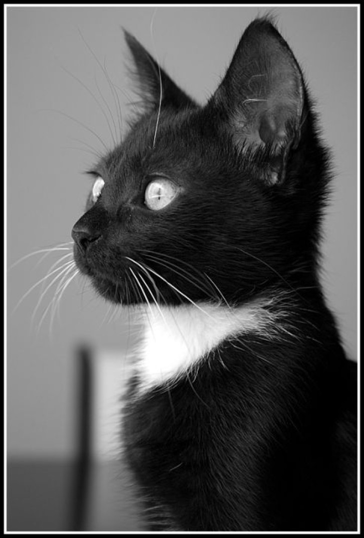 Picture of a cat / kitten / feline