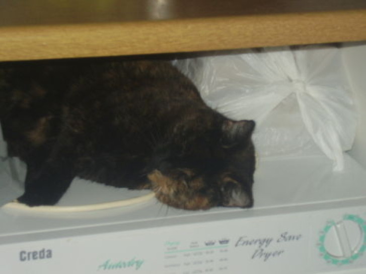 Picture of a cat / kitten / feline