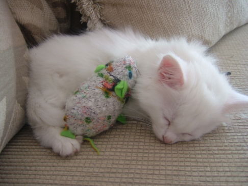 Picture of a cat / kitten / feline