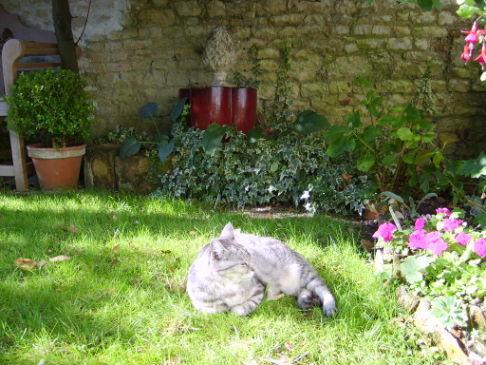 Picture of a cat / kitten / feline