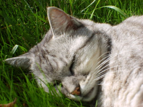 Picture of a cat / kitten / feline