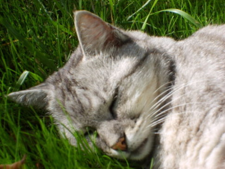 Picture of a cat / kitten / feline