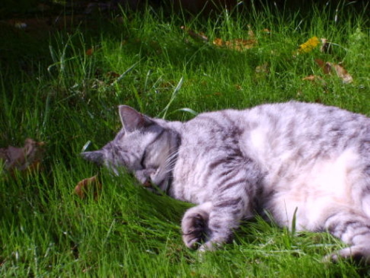 Picture of a cat / kitten / feline