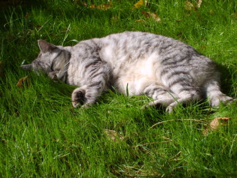 Picture of a cat / kitten / feline