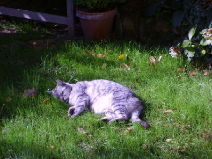 Picture of a cat / kitten / feline