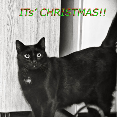 Picture of a cat / kitten / feline