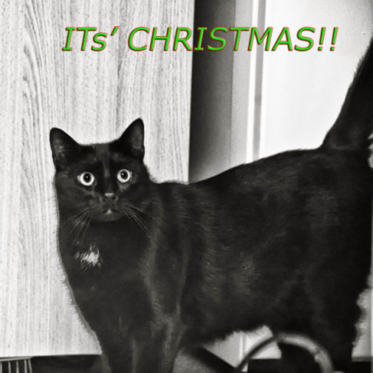 Picture of a cat / kitten / feline