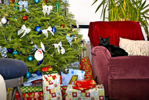 Picture of a cat / kitten / feline