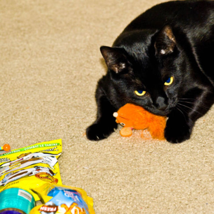 Picture of a cat / kitten / feline