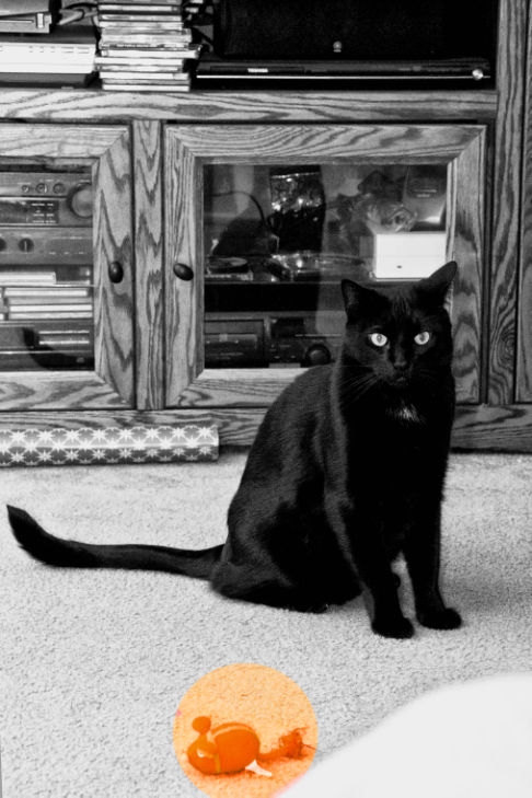 Picture of a cat / kitten / feline