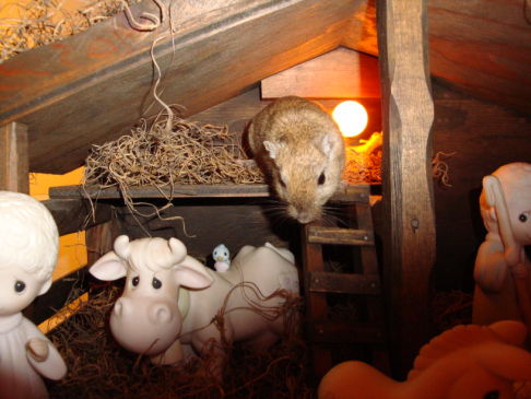 Picture of a cat / kitten / feline