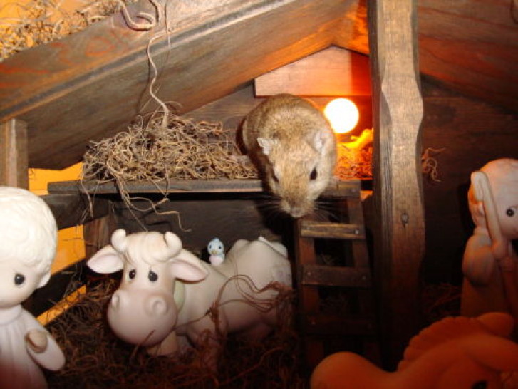 Picture of a cat / kitten / feline