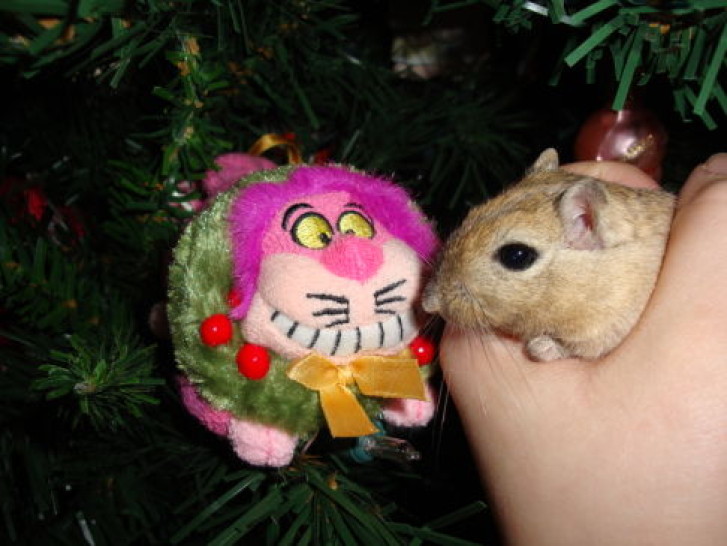 Picture of a cat / kitten / feline