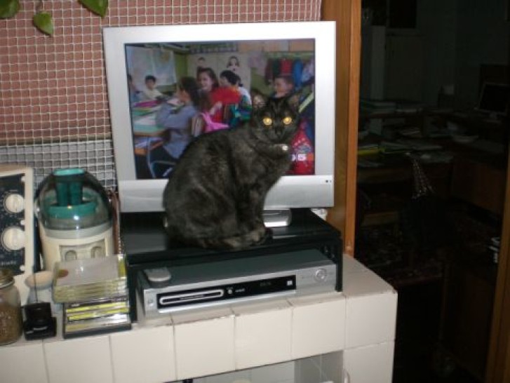 Picture of a cat / kitten / feline