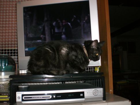 Picture of a cat / kitten / feline