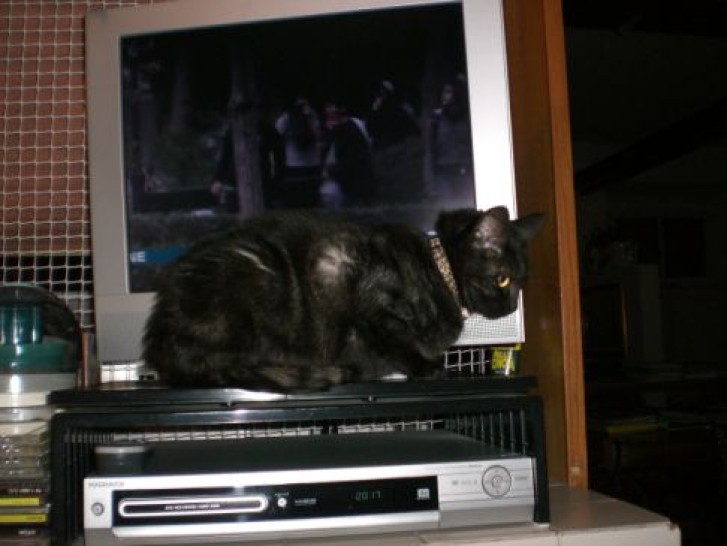 Picture of a cat / kitten / feline