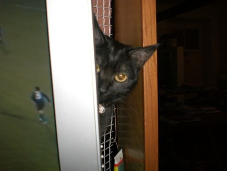 Picture of a cat / kitten / feline