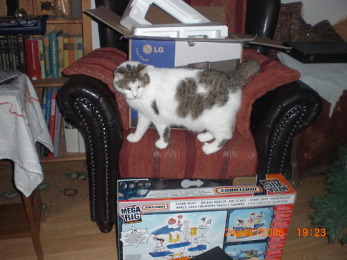 Picture of a cat / kitten / feline