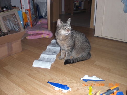 Picture of a cat / kitten / feline