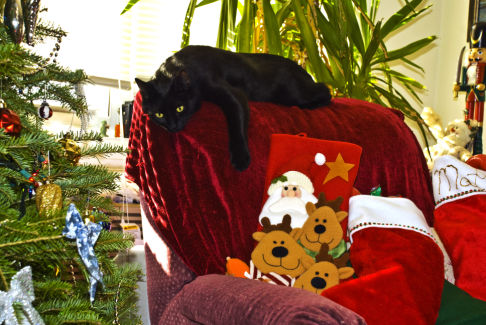 Picture of a cat / kitten / feline