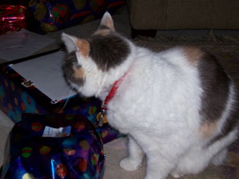 Picture of a cat / kitten / feline