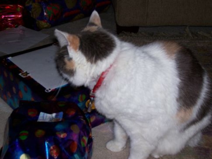 Picture of a cat / kitten / feline