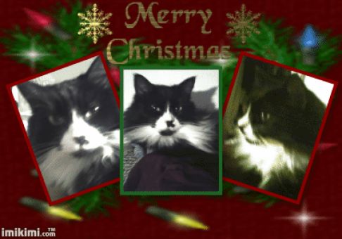 Picture of a cat / kitten / feline