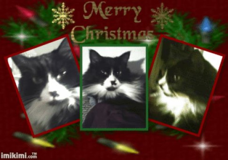 Picture of a cat / kitten / feline