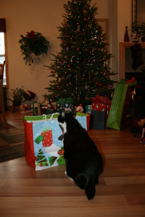 Picture of a cat / kitten / feline