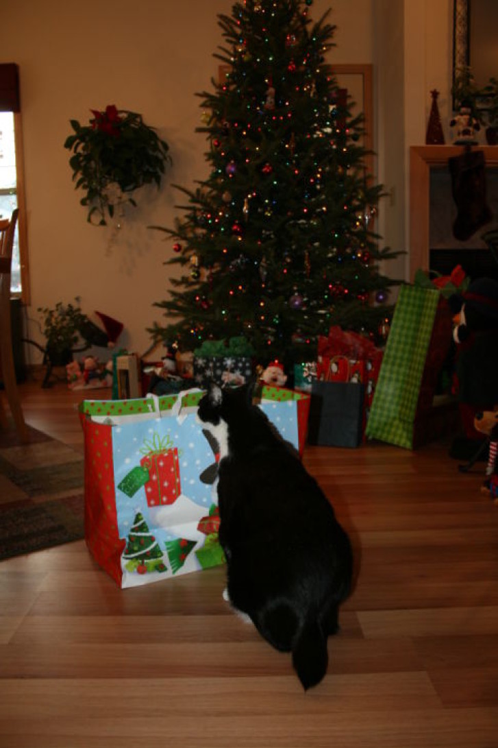 Picture of a cat / kitten / feline