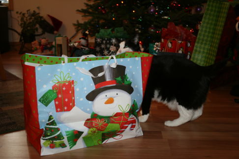 Picture of a cat / kitten / feline