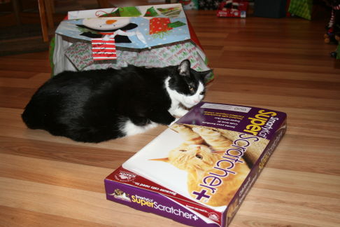 Picture of a cat / kitten / feline