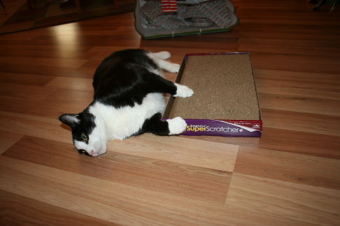 Picture of a cat / kitten / feline