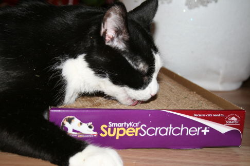 Picture of a cat / kitten / feline