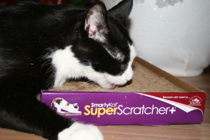 Picture of a cat / kitten / feline