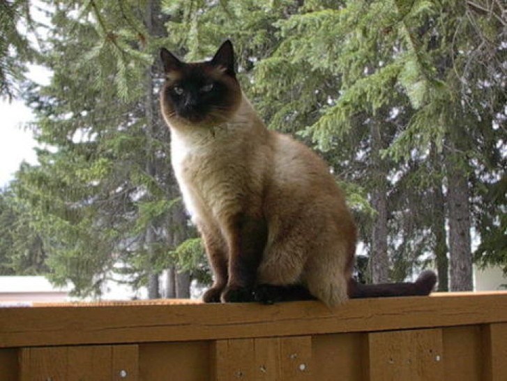 Picture of a cat / kitten / feline